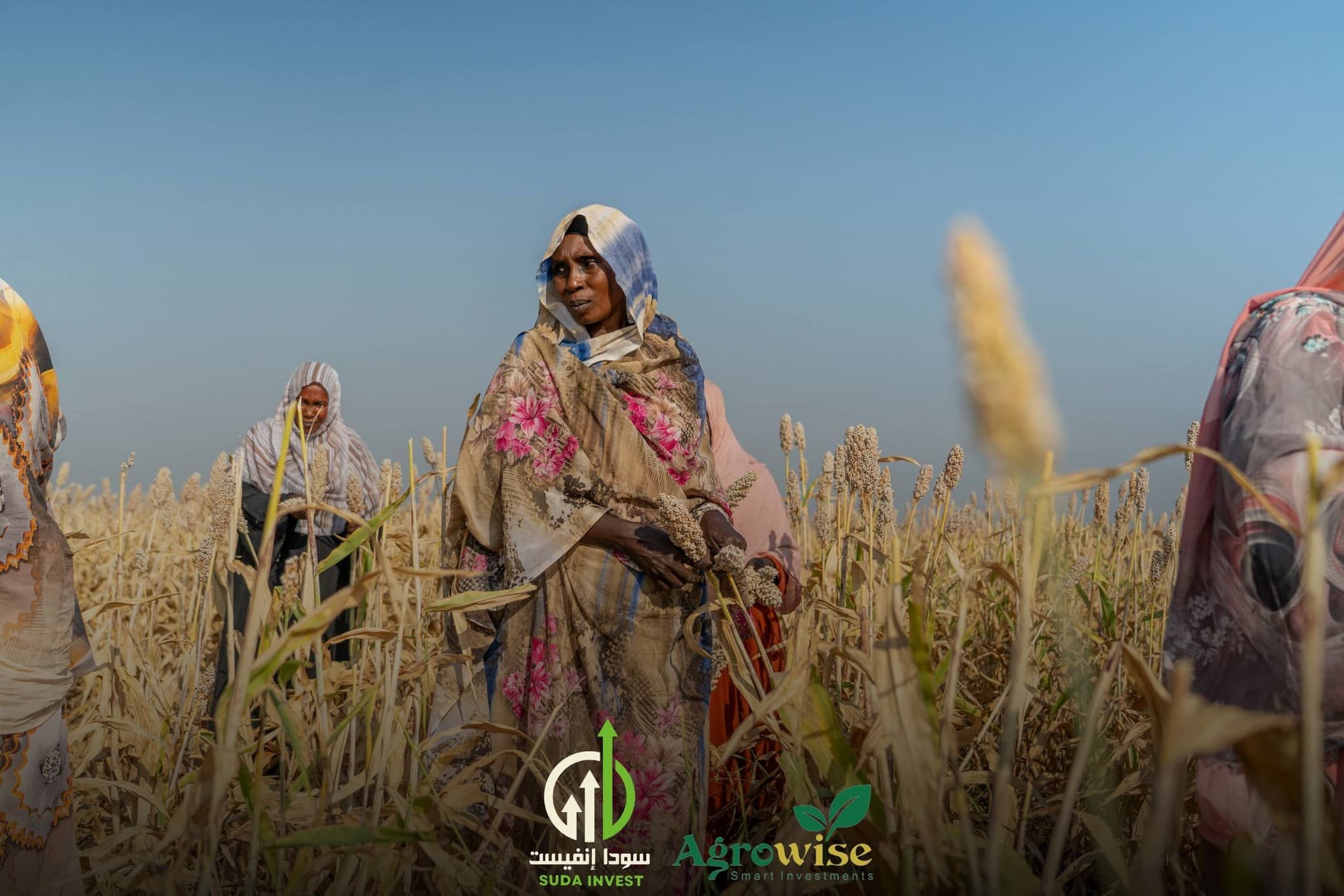 مشروع زراعة الذرة