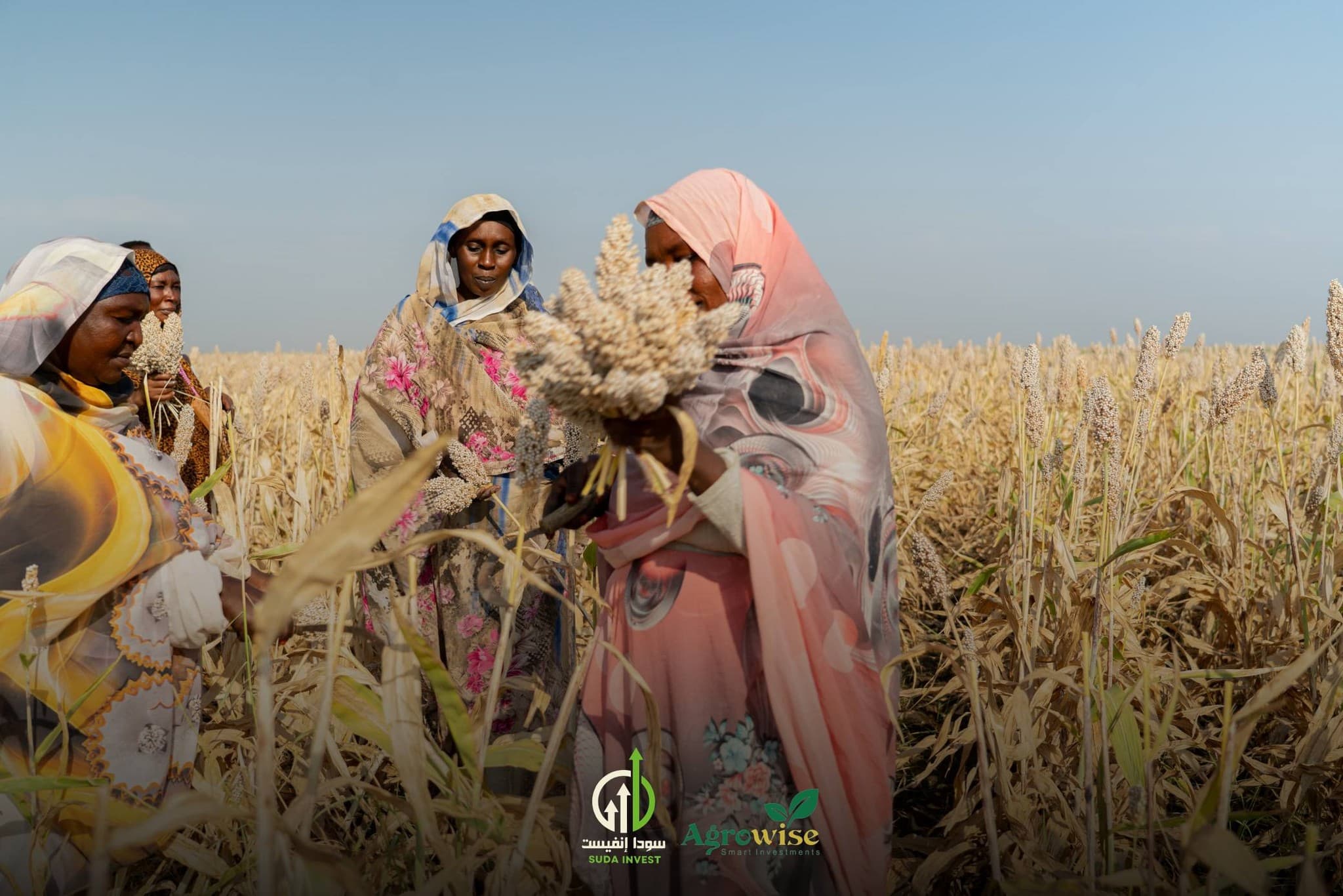 مشروع زراعة الذرة