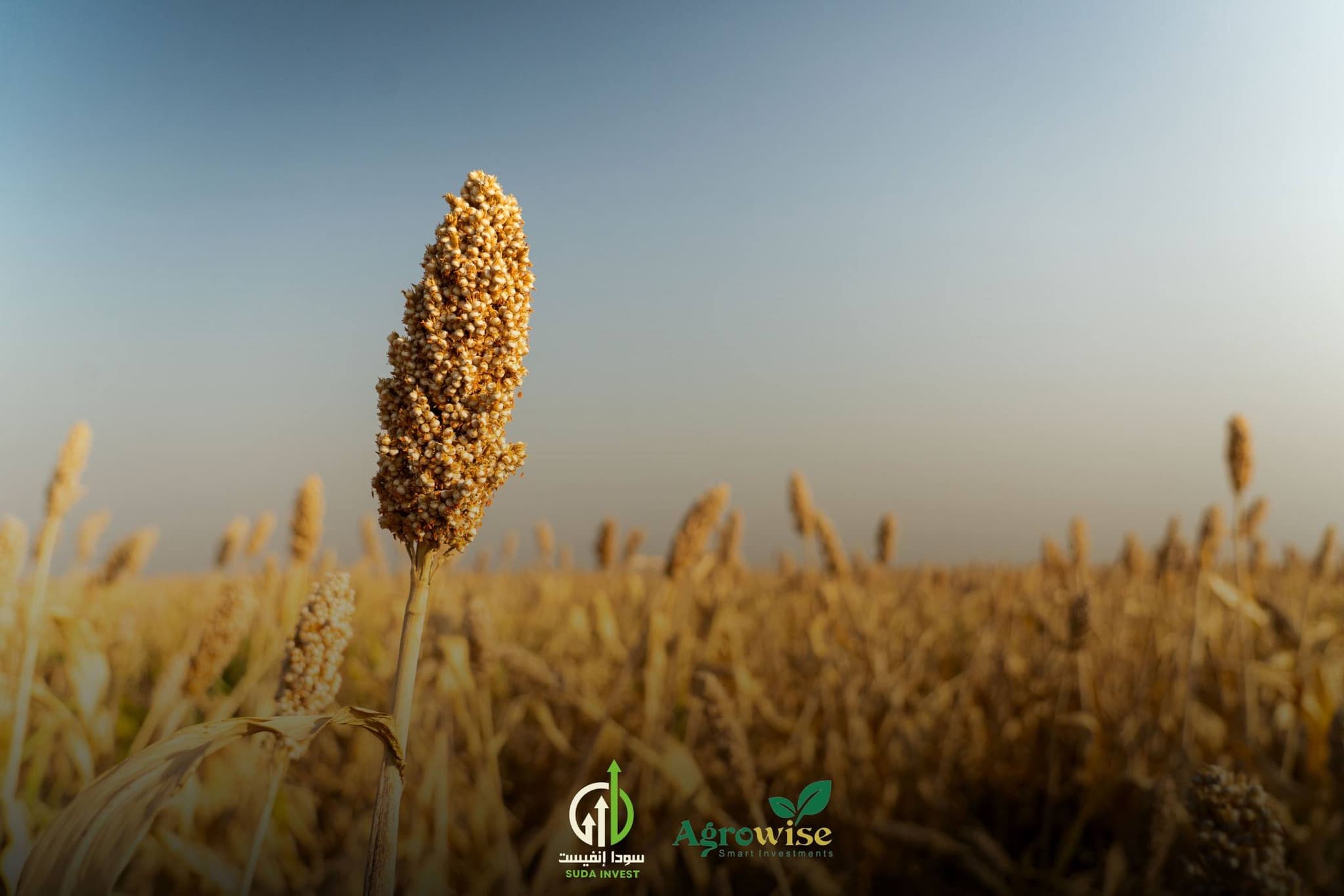 مشروع زراعة الذرة