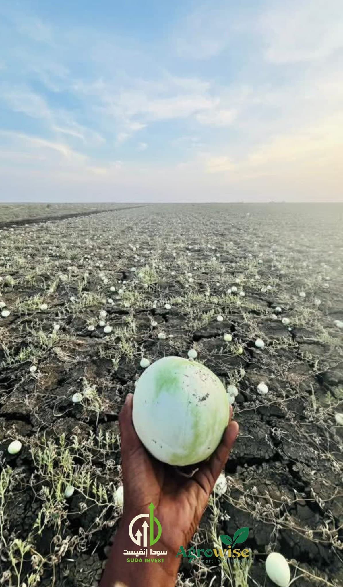 مشروع حب تسالي البطيخ