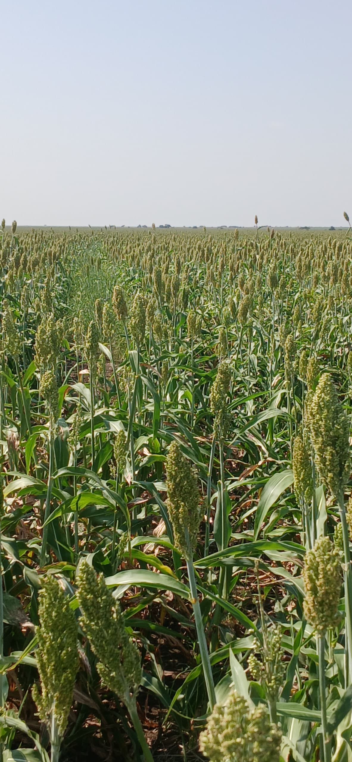 مشروع زراعة بذور الذرة